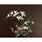 Centre de table d'orchidées de qualité supérieure dans un vase-75670791