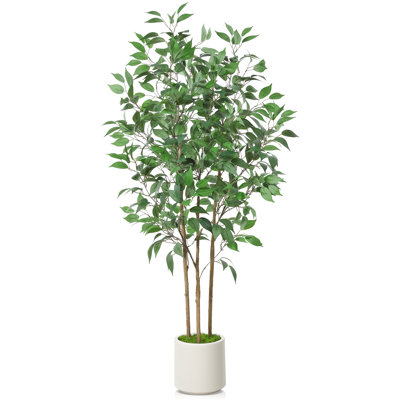 Adcock Ficus Tree in Pot