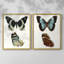 Papillons bleus antiques I - impression encadrée de qualité supérieure - prête à être accrochée - aucun clou requis - aucun clou requis-89008824-89008827