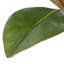 Polyethylene (PE) Magnolia Arrangement