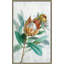 Tropical Protea - Peinture-1488347375-1488347373