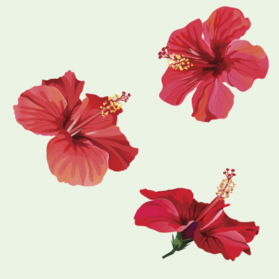 Fleurs d'hibiscus - Photographie sur toile tendue