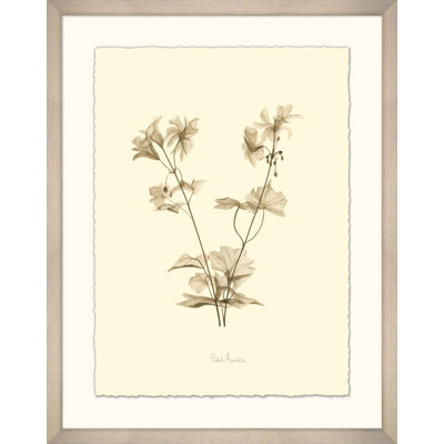 " Geranium "