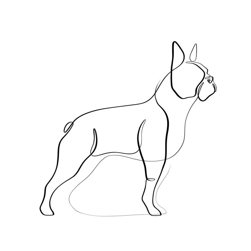 Boston Terrier by Dane Khy - Wrapped Canvas Gallery-Wrapped Canvas Giclée, 30.48cm H x 30.48cm W