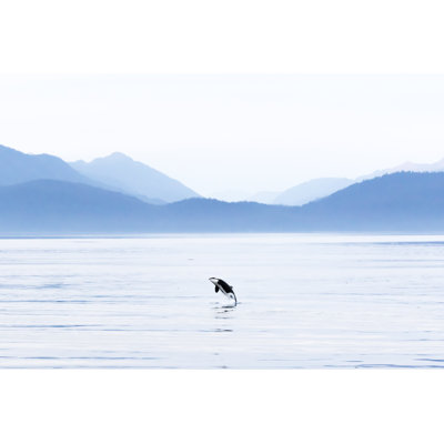 Killer Whale by Andrew Peacock