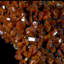 Vanadinite sur cristal de goethite