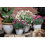Sundhya Pot Planter-1759075833-1759075832