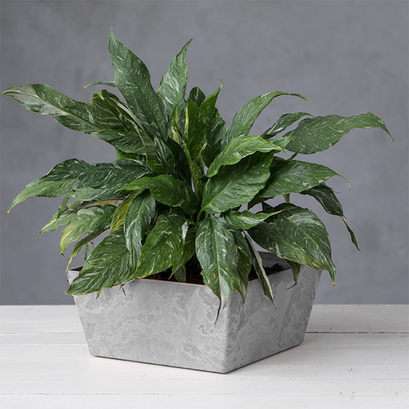 Pot à fleurs à arrosage automatique Wendover, Gris, H 5,25 po x l 11,5 po x P 11,5 po