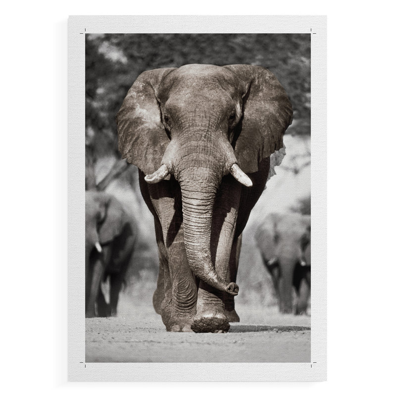 Patriarche du Botswana - Impression sur toile seulement - NON CADRE, H 18 po x l 12 po