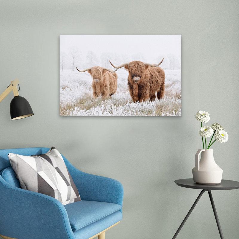 Springfield - Photographie, animaux, faune, vaches, art, H 16 po x l 24 po