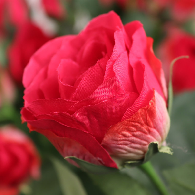 Roses, Beauté