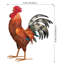 Cochin Cooster Decor 21 "- HAUT