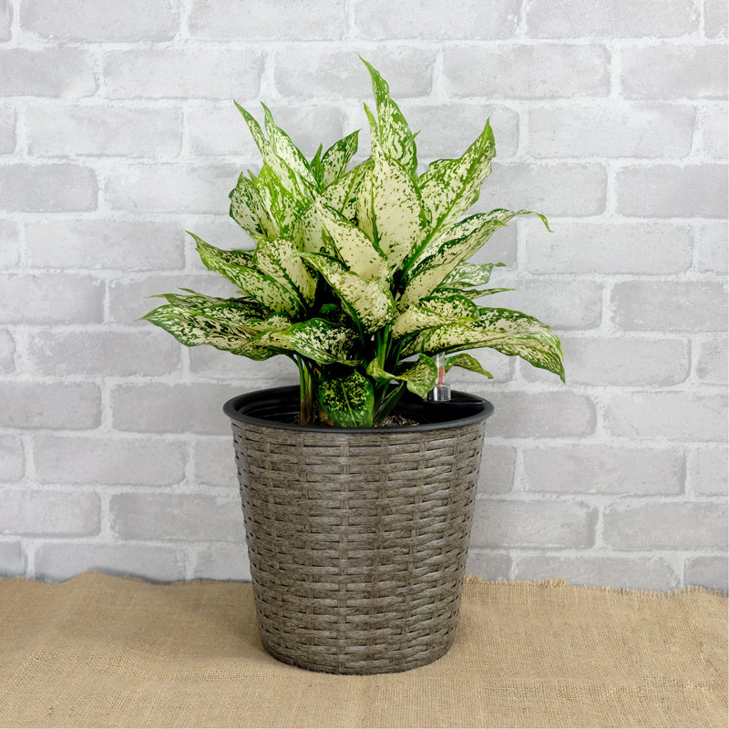 10,2 po Jardinière à arrosage automatique grise - pour les espaces extérieurs fascinants