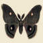 Flutter 2 Print by Todaro, Katie