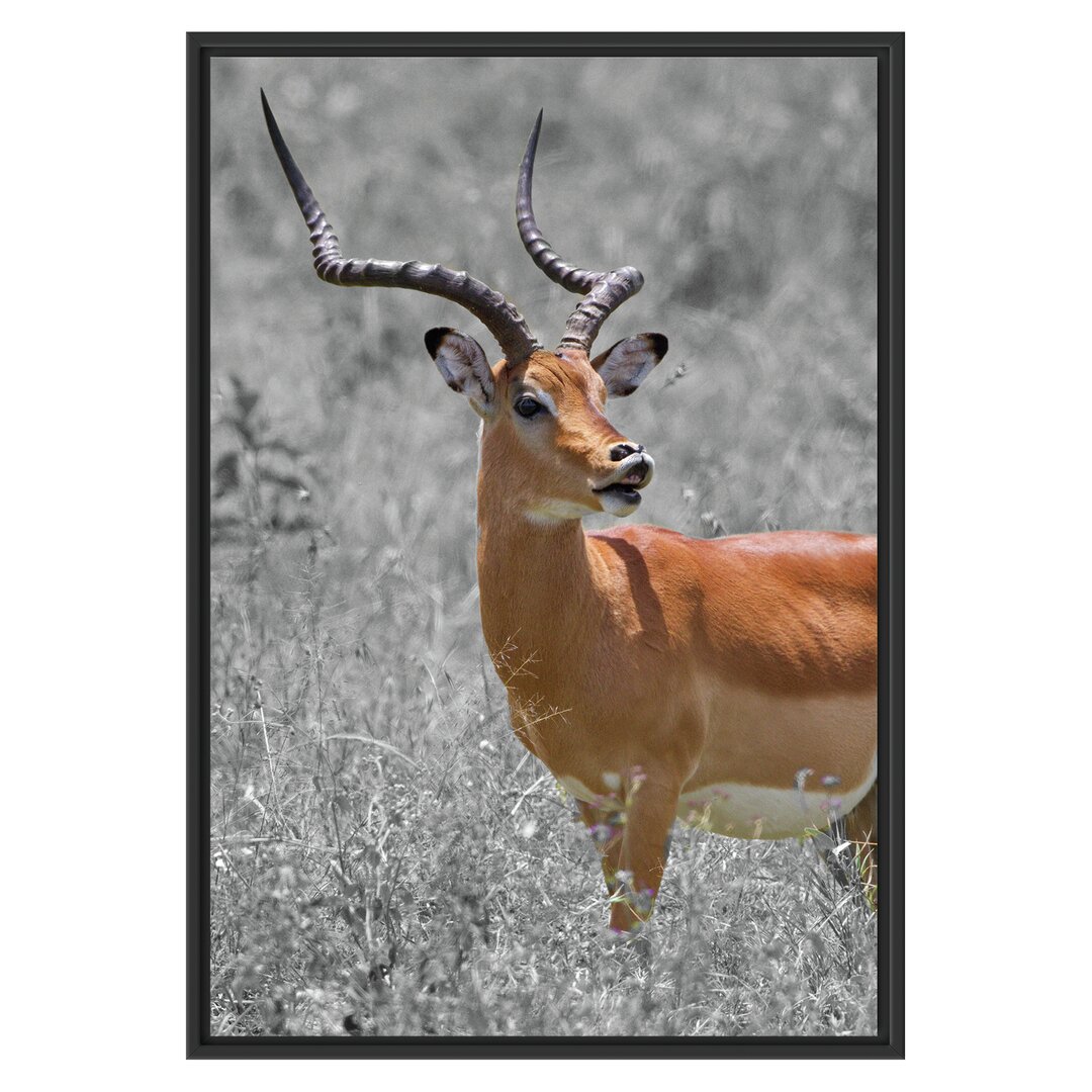 Gerahmtes Wandbild DorkasgazelleWildgras