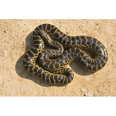 " Yellow Anaconda " by Dickysingh