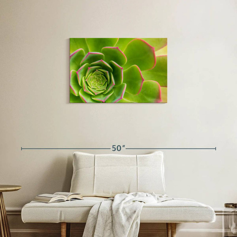 Plante grasse Harnek, H 20 po x l 30 po