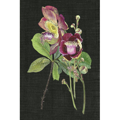 Couroupita Guianensis II by Melissa Wang - Wrapped Canvas Print