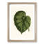 Illustration of a Green Leaf by Benjamin Fawcett - Framed Print-55769105-55769110