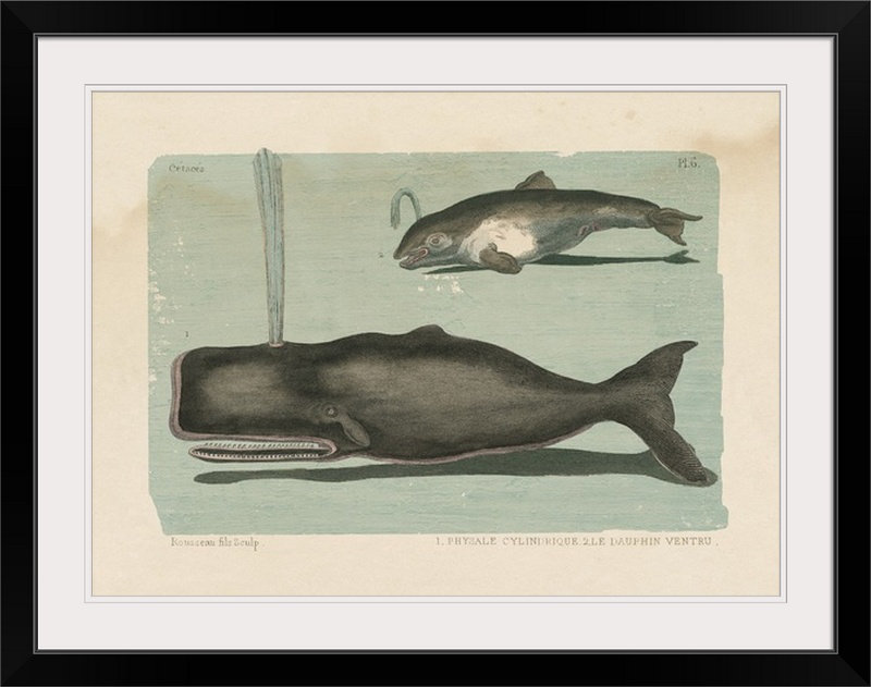 « ii », impression Whale Sketch, H 17 po x l 24 po x P 1,5 po, Toile