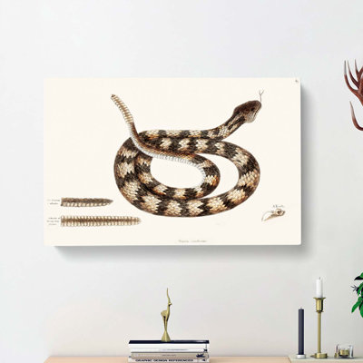 Rattlesnake by Mark Catesby - Wrapped Canvas