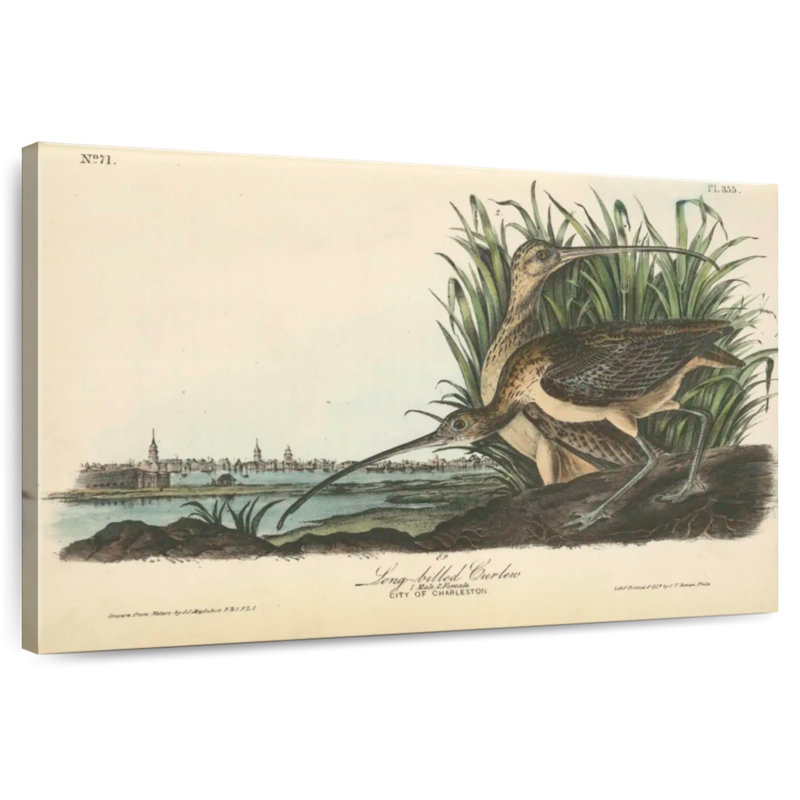 Brampt Long-Billed Curlew, 8" H x 12" W