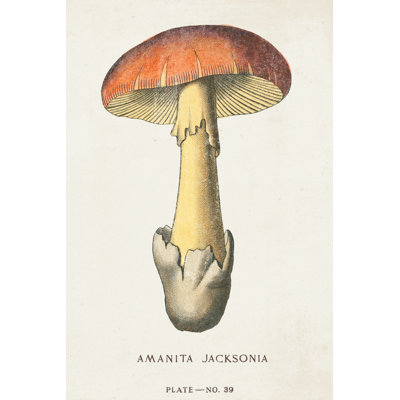 Mushroom Study IV by Wild Apple Portfolio - Wrapped Canvas Print