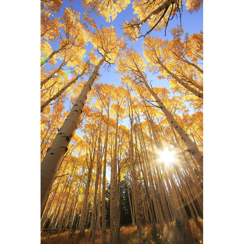 Aspen Trees with Fall - Photographie sur toile tendue, H 30 po x l 20 po