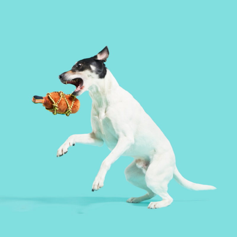 Best Of Bark Box Accessories