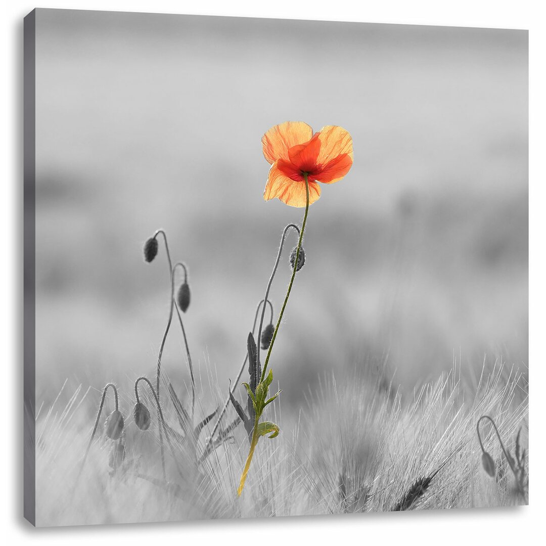 Leinwandbild Rote Mohnblume im Feld