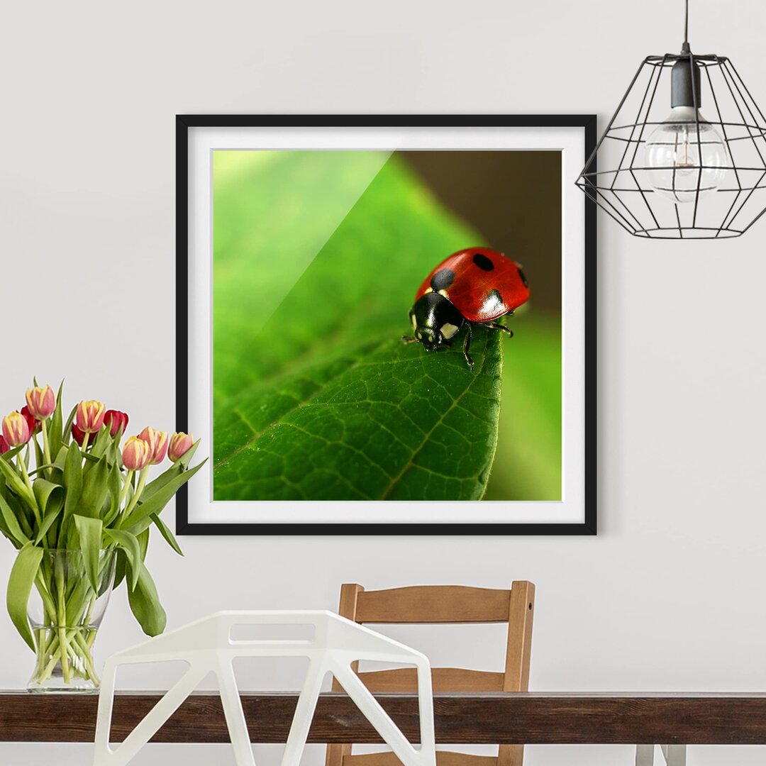 Gerahmtes Poster Ladybird