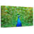 Crowle Flamboyant Peacock-111859700