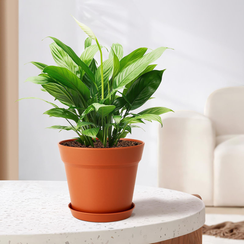 Nursery Pot, Terracotta