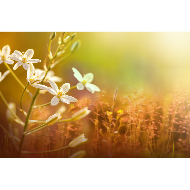 Beautiful Nature - Photographie sur toile tendue, H 24 po x l 36 po