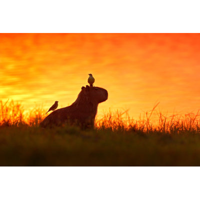 Capybara In The Lake - Wrapped Canvas Print