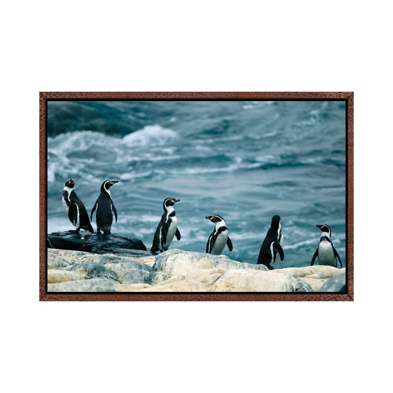 Humboldt Or Peruvian Penguins On A Rocky Shore by Joel Sartore - Gallery-Wrapped Canvas Giclée on Canvas, Classic Wood Framed
