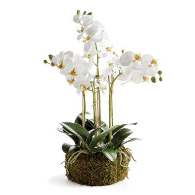 Natural Fibres Orchids Arrangement