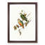Ewing's Fruit Pigeons by Elizabeth Gould - Picture Frame Painting Print-55535896-55535897
