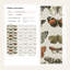Papiers peints rétro, nature et papillons-994148474