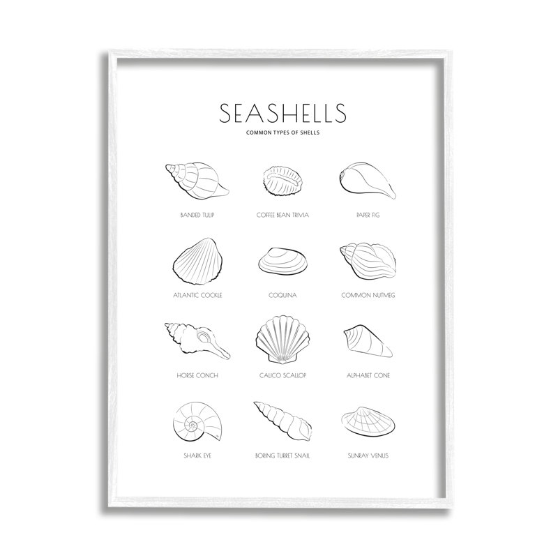 Guide nautique des coquillages, H 14 po x l 11 po, Giclée encadrée blanc bord de mer