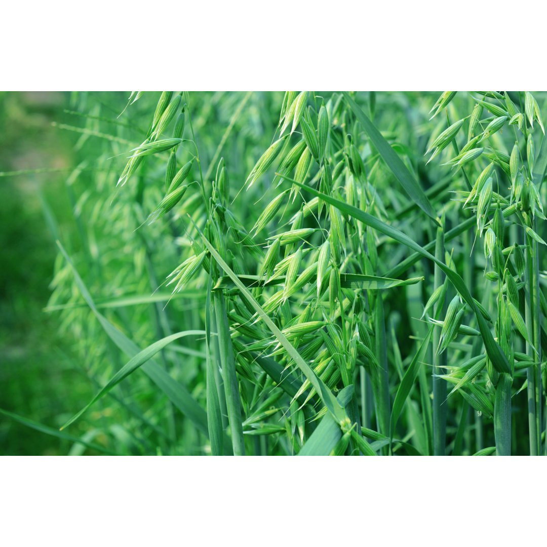 Leinwandbild Green Oat von Marhero