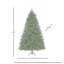 Sapin royal à DEL-105229894