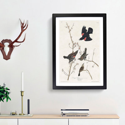 Red-Winged Starling by John James Audubon - Picture Frame Painting Print