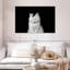 Chat blanc ravi Brampt-107683583
