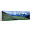 Fleurs sauvages le long d'une montagne, Zillertaler, Autriche-966792296