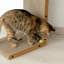 Grattoir pour chat Chariyah