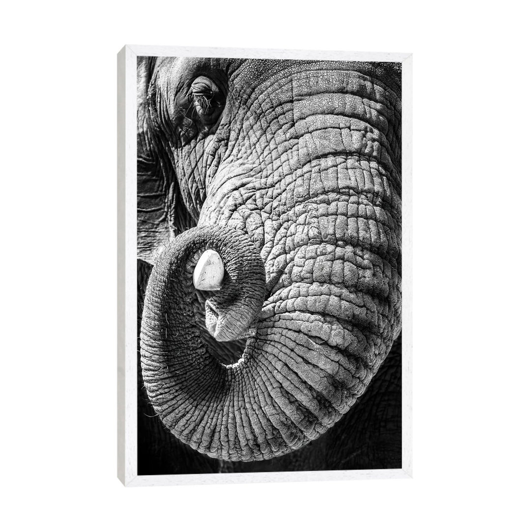 Elephant Curling Trunk Around Tusk - Black And White by Susan Richey - Gallery-Wrapped Canvas Giclée on Canvas