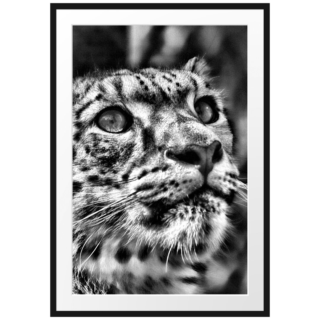 Gerahmter Fotodruck Leopard