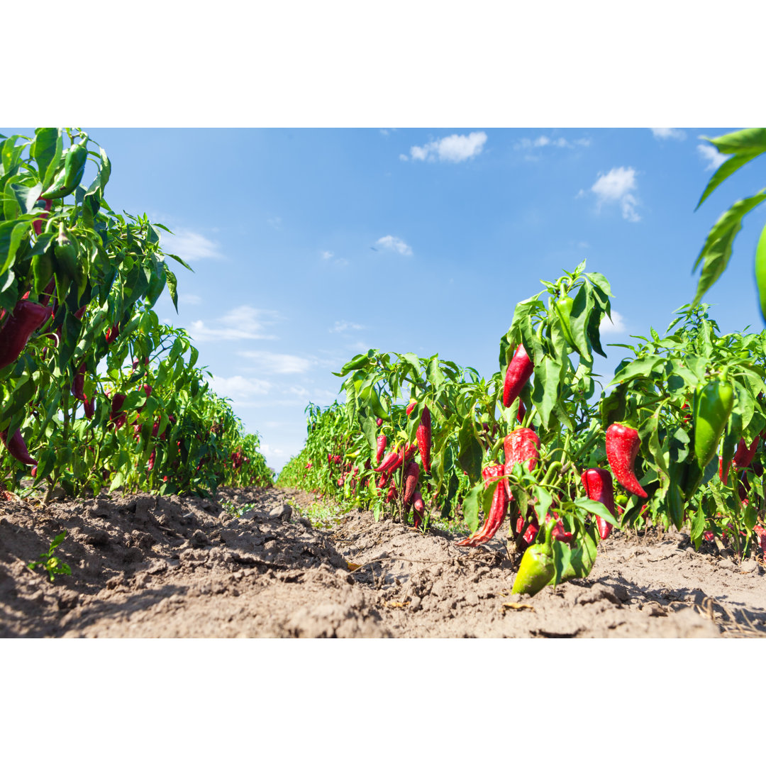 Chilis auf dem Feld