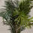 Thisbe 60'' Faux Palm Tree in Pot